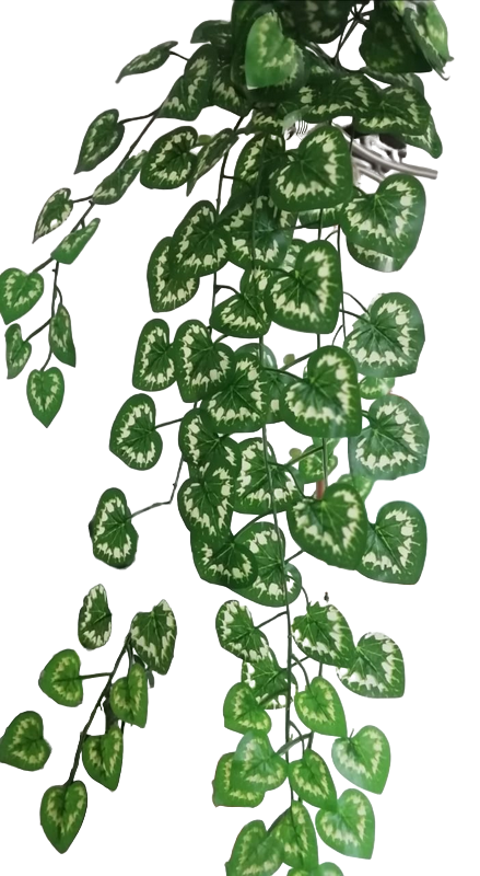 Enredadera 5 Ramas Hoja Redonda