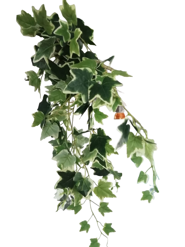 Enredadera 5 Ramas Hoja Variegada